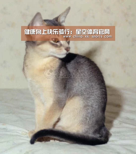 星空体育官网